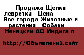 Продажа Щенки левретки › Цена ­ 40 000 - Все города Животные и растения » Собаки   . Ненецкий АО,Индига п.